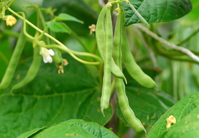 Haricot vert